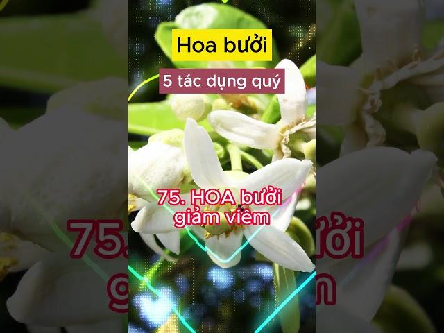 Hoa bưởi 5 tác dụng quý #caythuocnamquy #caythuocnam #thaoduoc #caythuocvuonnha #xuhuongtiktok