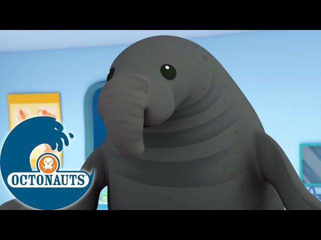Octonauts -  L'énorme éléphant de mer  | Dessins animés pour enfants
