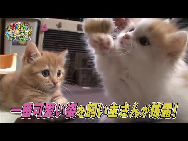 【マンチカン】イタズラ 兄妹ケンカ ハプニング 赤ちゃん【かわいい猫まとめ動画】