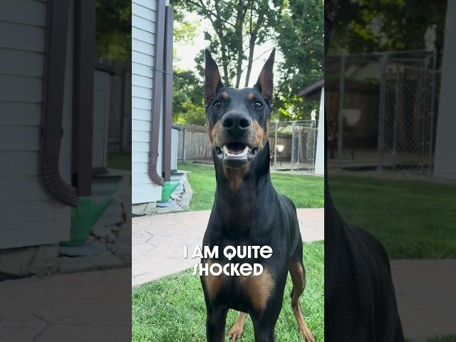 Its All About Me #dog #funny #puppy #doberman #dobermanpinschers #dobermanpuppy #dogsfunny