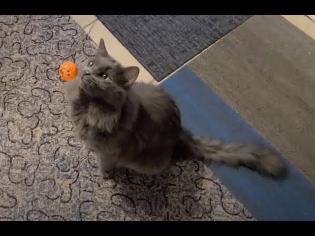 watch - cats entertained about the house w/ball on a string - for cat fun video entertainment