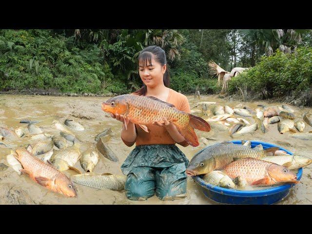 Harvesting A Lot Of Fish At Mud Pond Goes to market sell - Cooking fish | Free Bushcraft