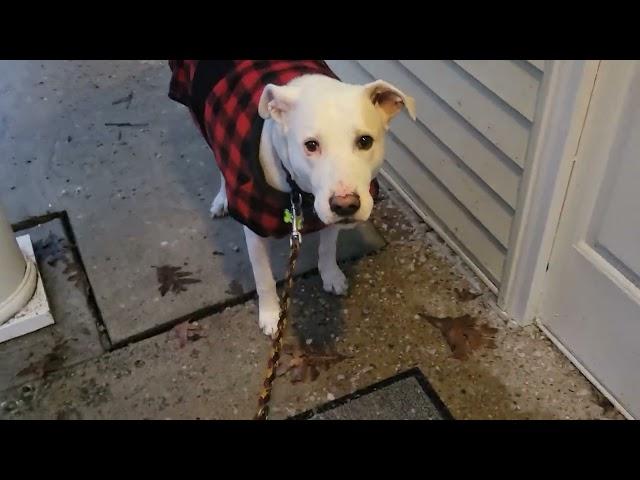 I Tell Snoopy About Holder The Weimaraner -  Dogwalker 2/26/25