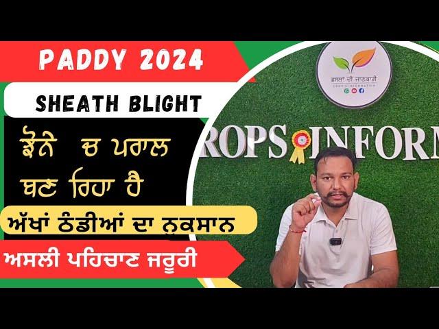 ਝੋਨੇ ਚ ਪਰਾਲ ਬਣਦਾ Paddy Sheath blight control and detection