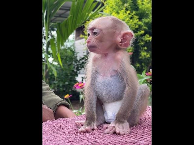 #charminglymonkey #cuteanimal #awesomemonkey #adorablelittlemonkey #cute #cutemonkey#lovelymonkey