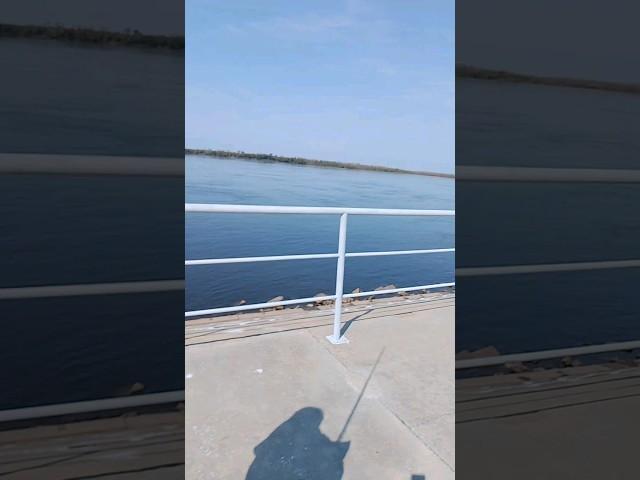 рекорд Хабаровска? #хабаровск #рыбалка #судак