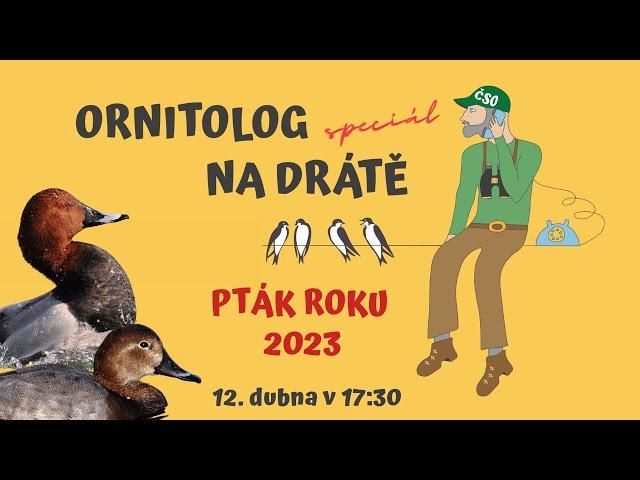 Ornitolog na drátě - Pták roku 2023 polák velký