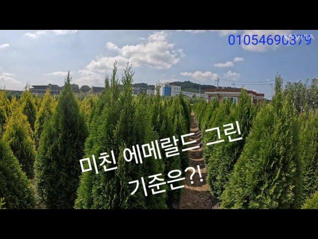미친 에메랄드 그린의 기준은?!(대승묘목농원)