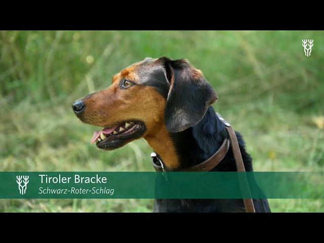 Bracken & ihre Einsatzgebiete