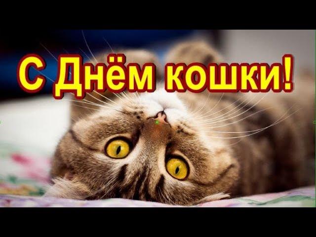 С Днем Кошек и Первым днем весны. Красивая музыкальная открытка.