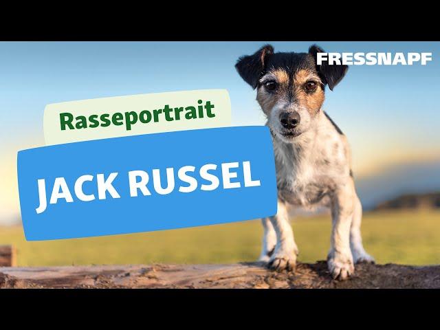 Rasseportrait: Jack Russell Terrier