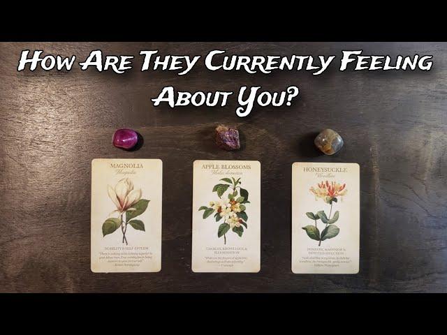  How Are They Currently Feeling About You?   Pick A Card Love Reading