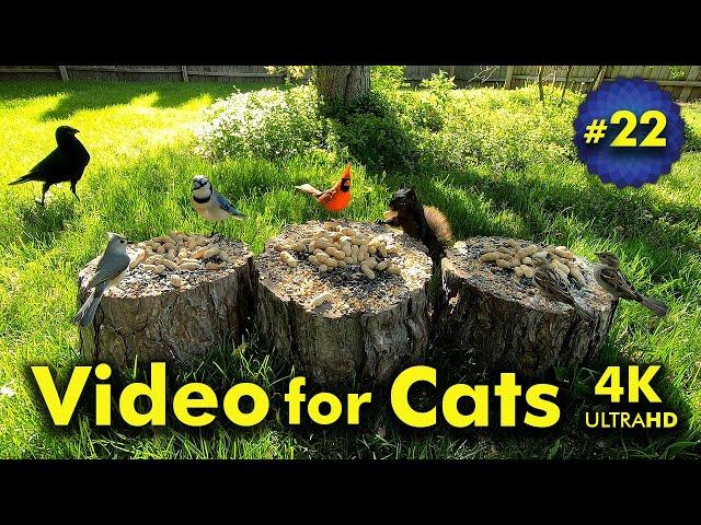 4K TV For Cats | Spring has Sprung | Bird and Squirrel Watching | Video 22