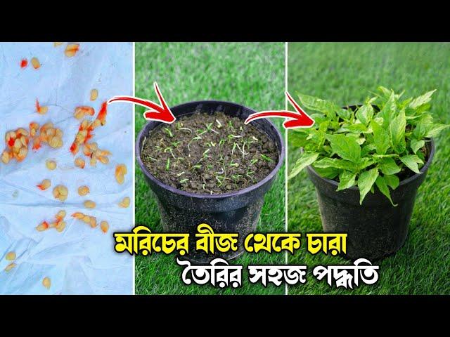 মরিচের বীজ থেকে চারা তৈরির সহজ পদ্ধতি | বোম্বাই- নাগা মরিচের বীজ থেকে চারা | How to Grow Chillies