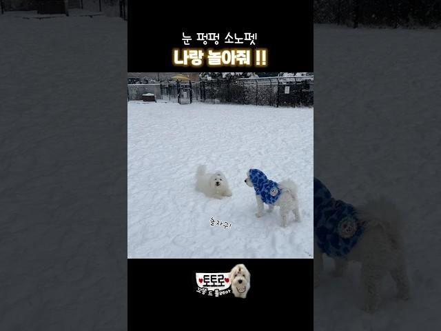 눈이 펑펑 오던날 소노펫에서 신나는 하루 #cotondetulear #꼬똥드툴레아
