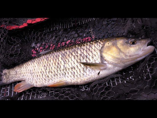 A quick lure fishing session on the river Erewash