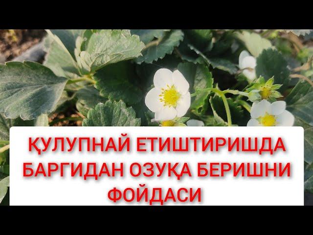 Қулупнай етиштиришда баргидан озуқлантириш  тўғрими +998973439321