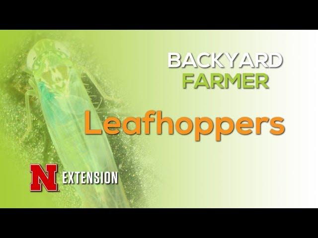 Leafhoppers