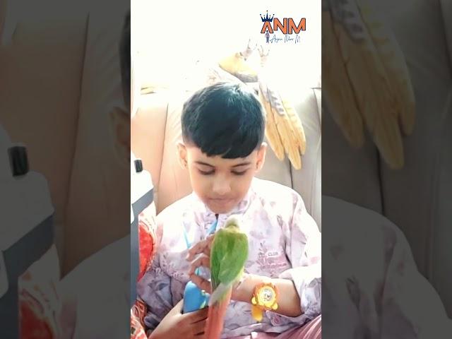 Meet My Cute Birdie Buddy | ARYAN NIHAR M | #parrot #birds #pets #shorts #trending #cute #love