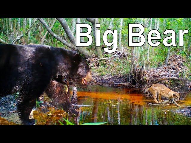 Florida Trail Camera Pickup: Creek of the Bears and Bobcats