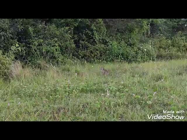 Caçando dê espingarda dê pressão vi uma raposa