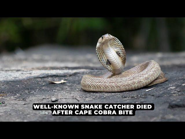 Well-known snake catcher died after Cape Cobra bite | NEWS IN A MINUTE