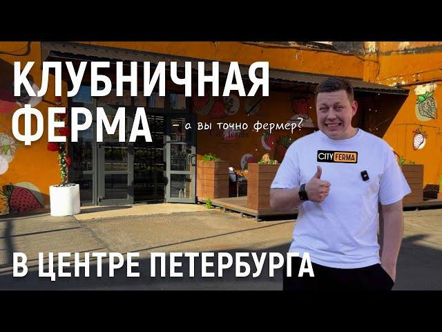 Клубничная ферма в центре Петербурга
