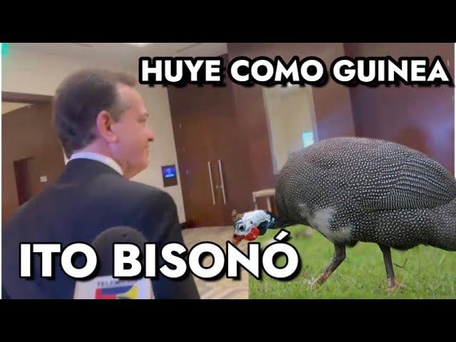 Ito Bisonó huye como una guinea #josepeguero