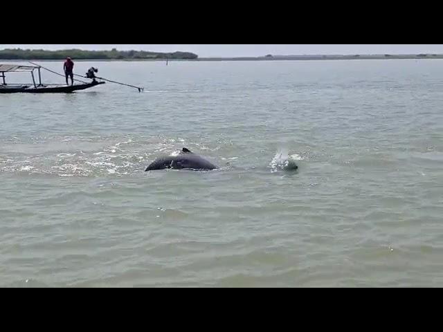 #Irrawaddy Dolphins in chilika lake