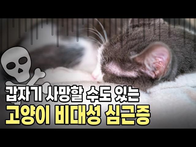 고양이를 갑자기 죽이는 심장병. 고양이 비대성 심근증(HCM)