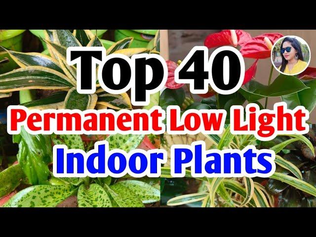 Top 40 Permanent low light indoor plants  #lowlightplants #lipshaworld #indoorplants #houseplants