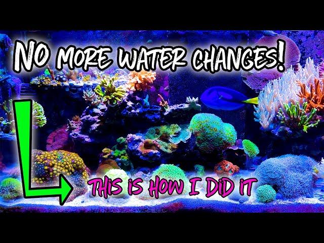 Unbelievable Secrets to Having a Low Maintenance Reef Tank! #reeftank