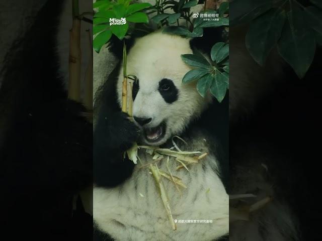 怡星宝宝的绿色头花 #大熊猫 #熊猫宝宝 #panda #熊猫 【欢迎订阅MIGU Panda官方频道】