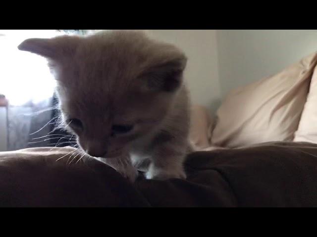 My Baby Kitty video 2!! ‍⬛