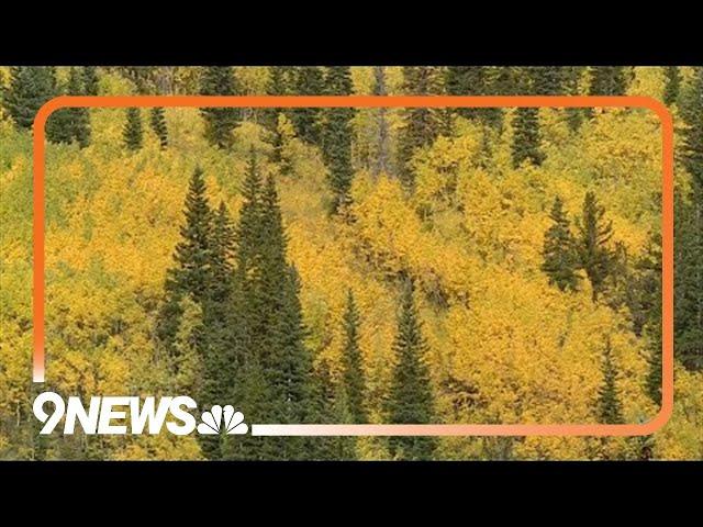 Where to find gorgeous fall colors in Colorado?