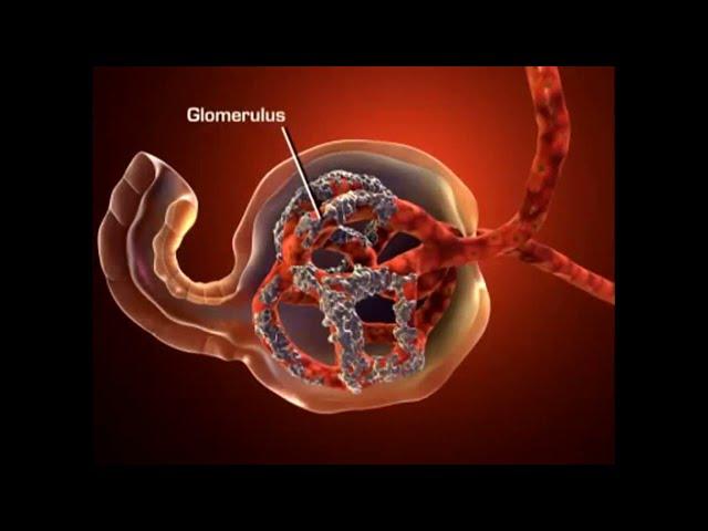 Anatomy and physiology Urinary system & Nephron (3D)