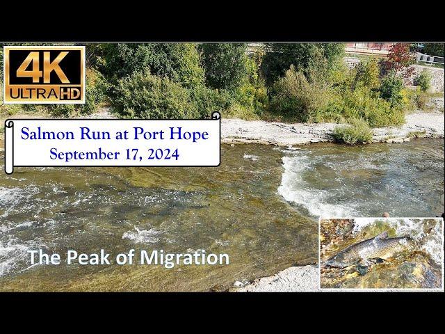 Salmon Run at Port Hope - September 17, 2024 - 4K