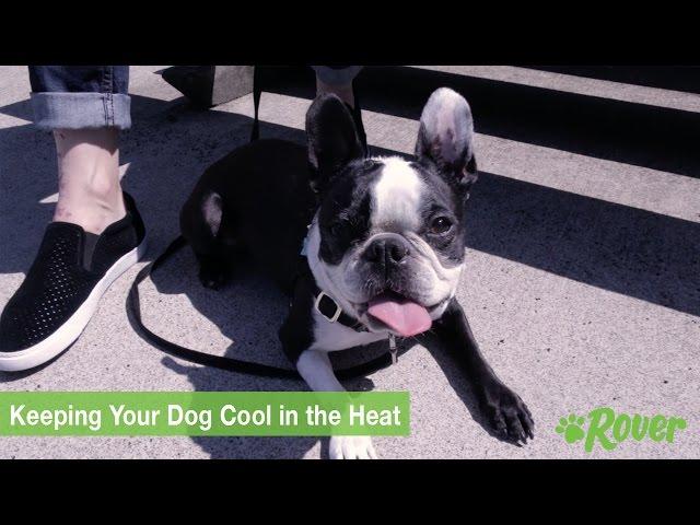 Keeping Your Dog Cool in the Heat - Rover.com Quick Tips