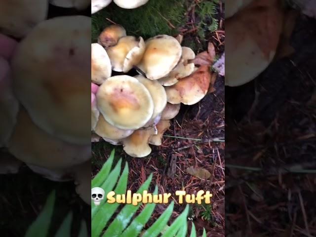 Toxic mushroom毒蘑菇: Sulphur Tuft