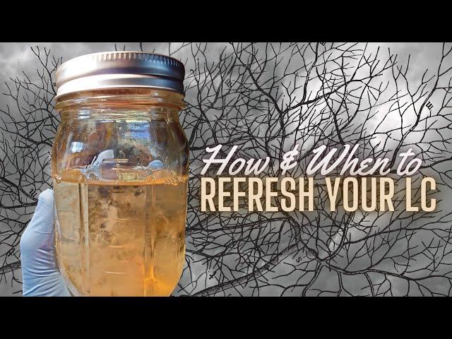 REFRESHLIQUID CULTURE, How and When