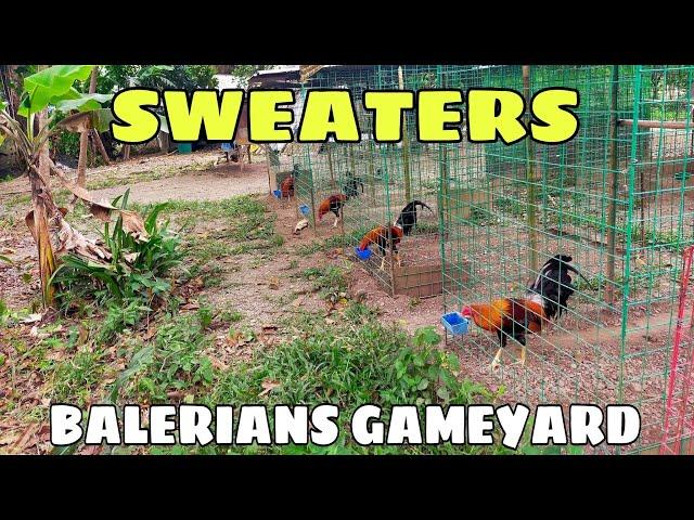 SWEATERS, sultada/hagibis || BALERIANS GAMEYARD