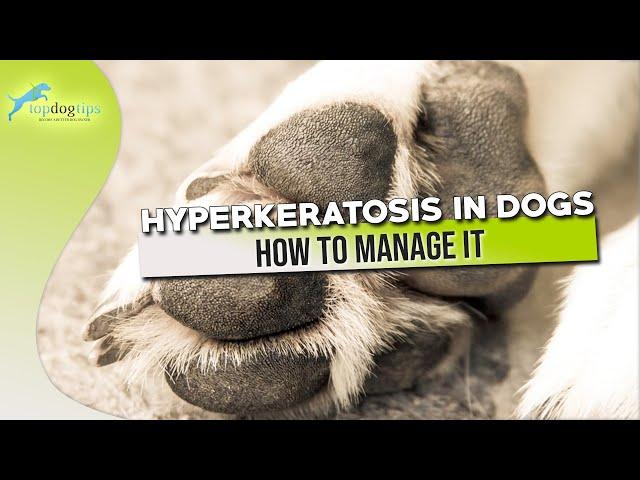 Hyperkeratosis in Dogs and How to Manage It