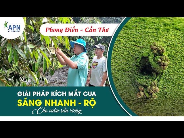 APN - GIẢI PHÁP KÍCH MẮT CUA SÁNG NHANH - RỘ | CHO VƯỜN SẦU RIÊNG