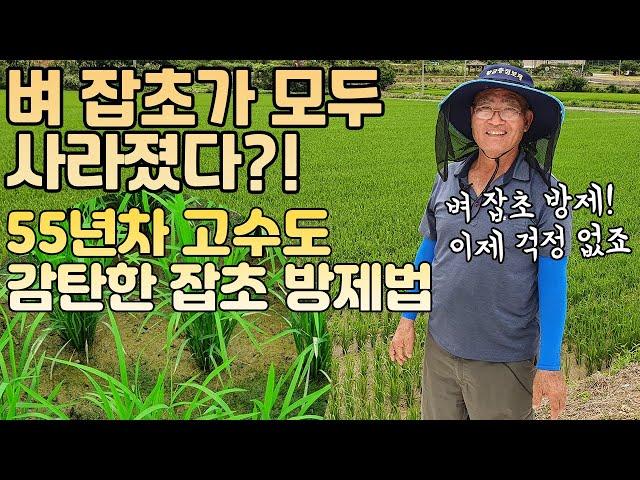 55년 경력 벼농사 고수도 감탄한 벼 잡초 방제 방법 대공개!