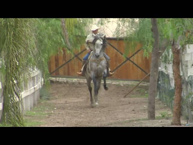 Vicente Fernandez - Mi Amigo El Tordillo- www.DavidySusCaballos.com - El Cascabel