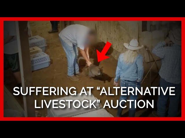 Severe Stress and Suffering at the Shelby Alternative Livestock Auction