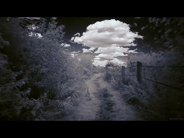 A Walk through the Woods in Infrared (950nm IR filter on a full spectrum camera)
