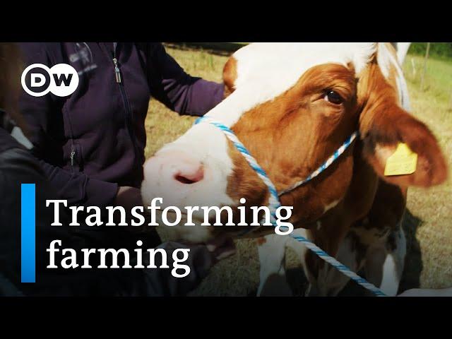 Profit vs. ethics: Saving livestock from the slaughterhouse | DW Documentary