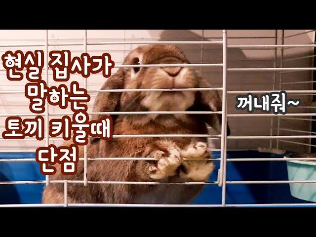 [Eng CC] Why you shouldn't have rabbits