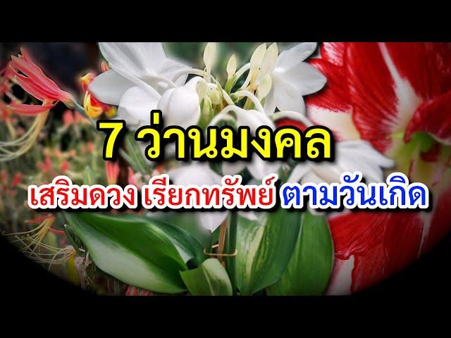 7 ว่านมงคล ประจำวันเกิด ปลูกว่านมงคล เสริมดวงตามวันเกิด เรียกทรัพย์ เพิ่มโชคลาภ เสริมดวง ปรับฮวงจุ้ย